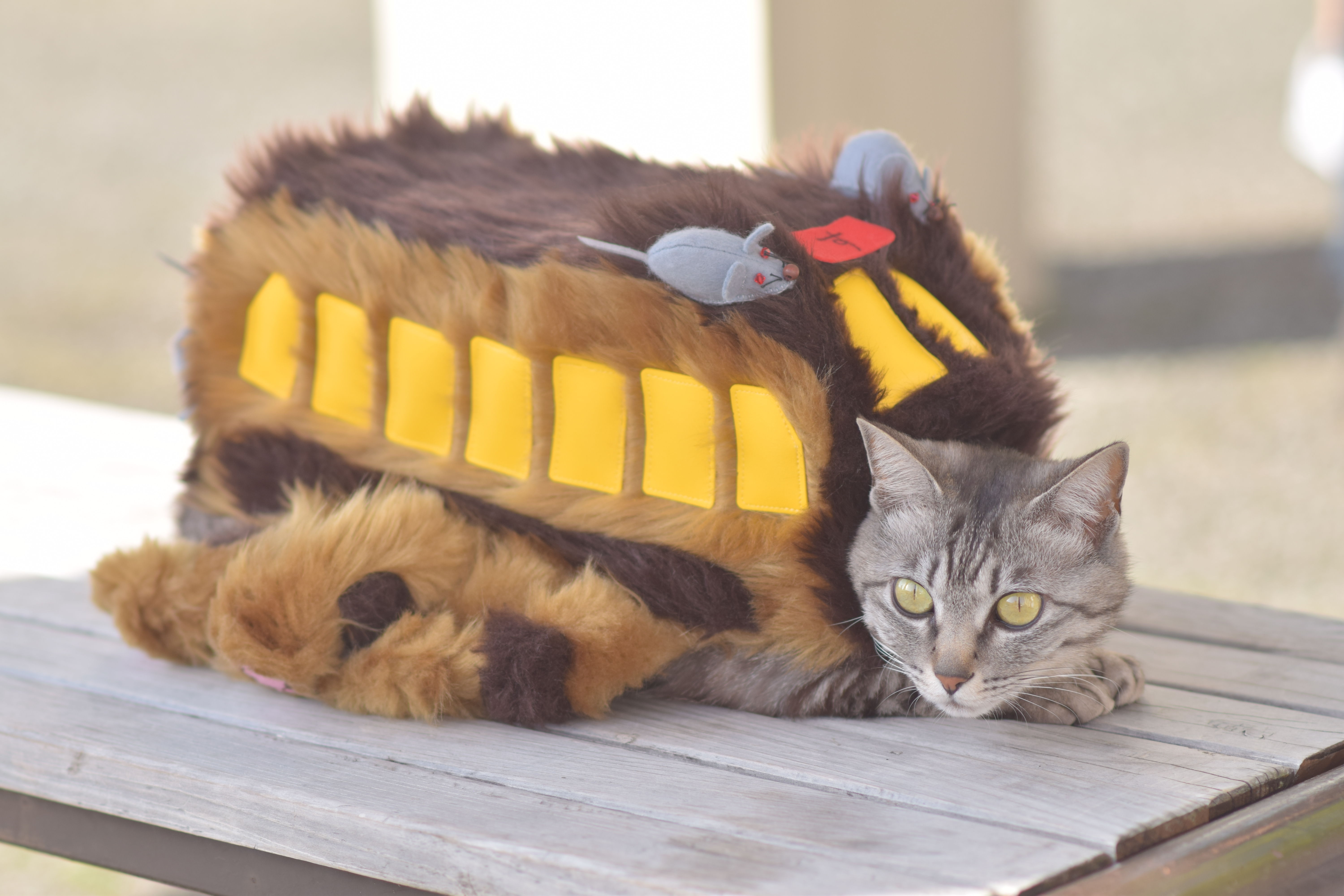 catbus