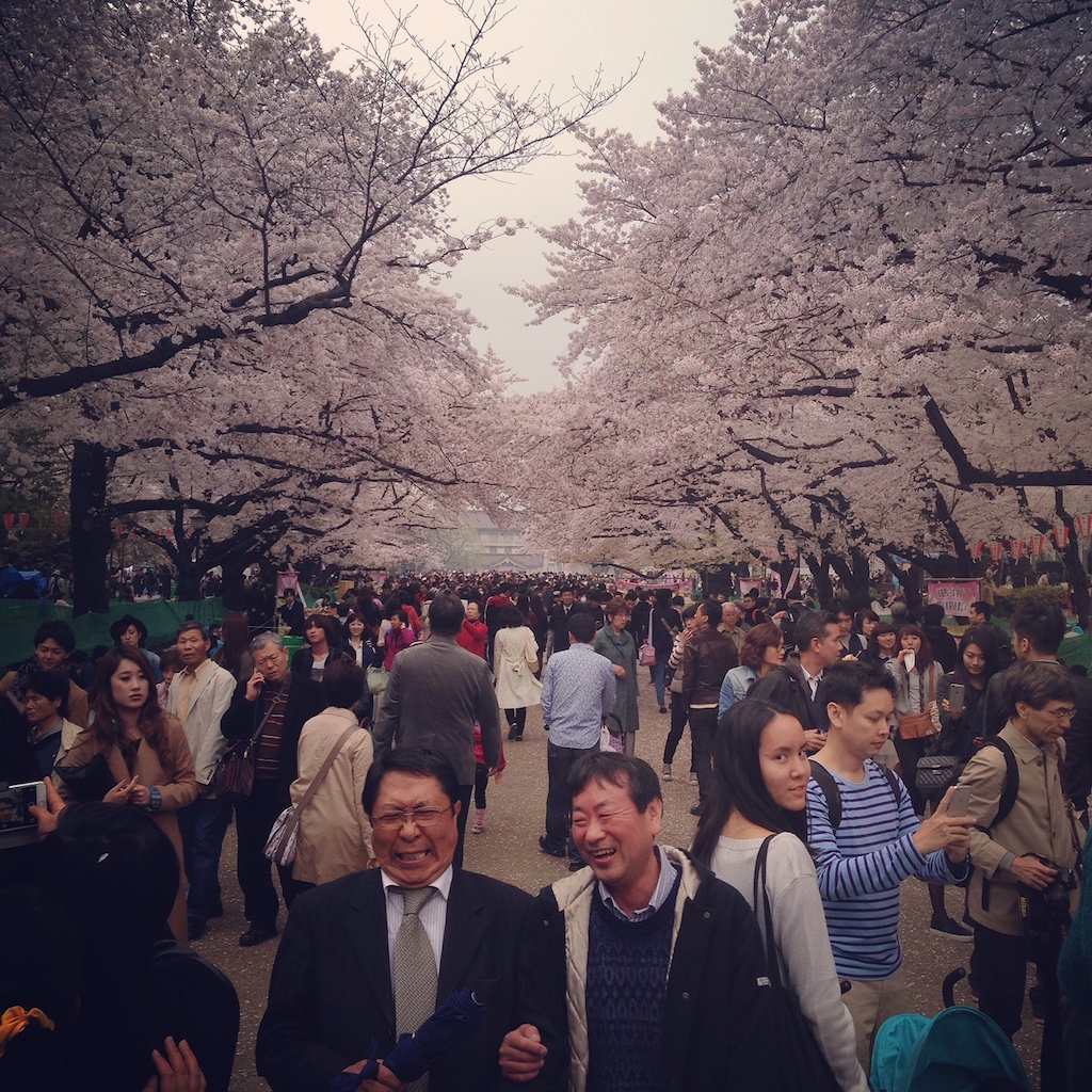 Sakura blossoms in Japan