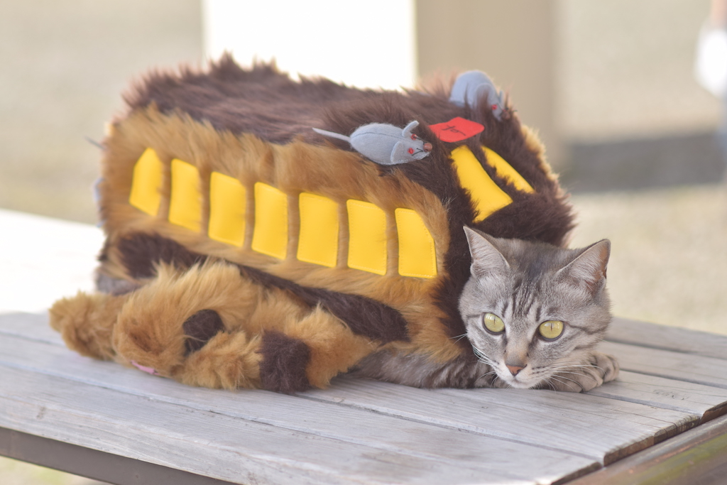 Ghibli catbus cosplay