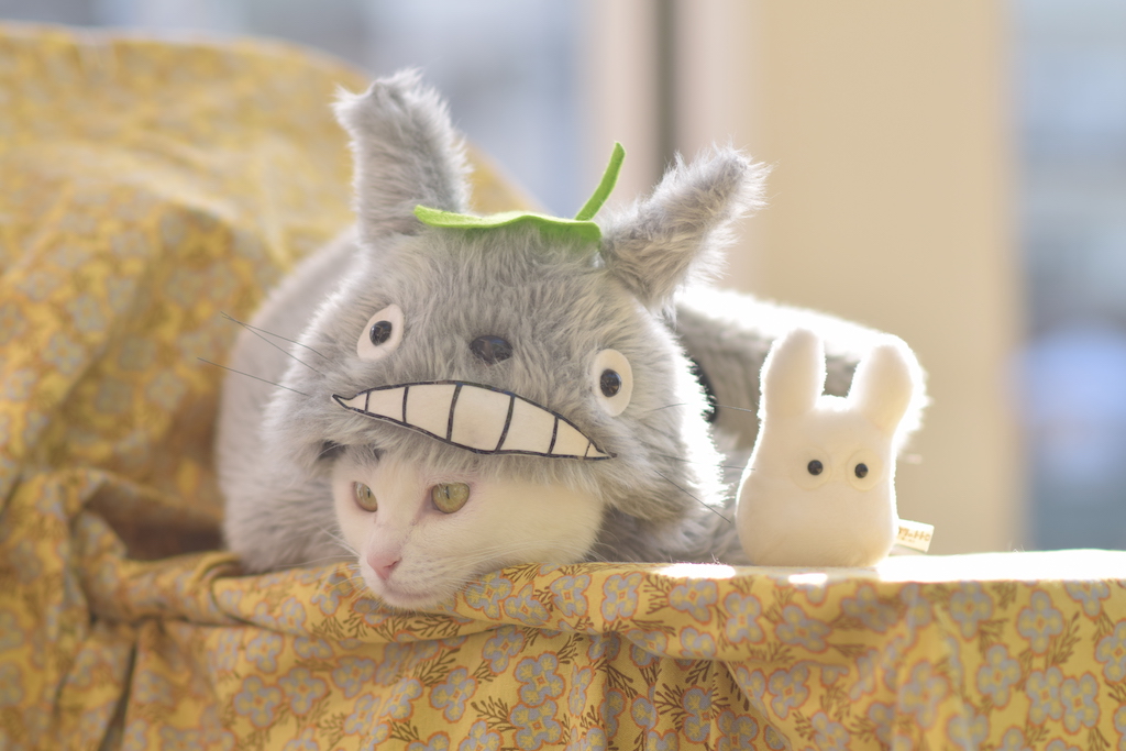 Ghibli catbus cosplay