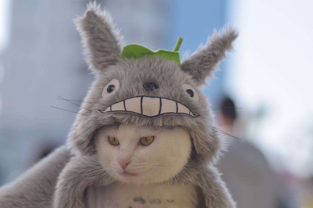 Ghibli catbus cosplay