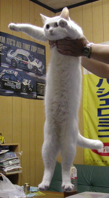 longcat is long